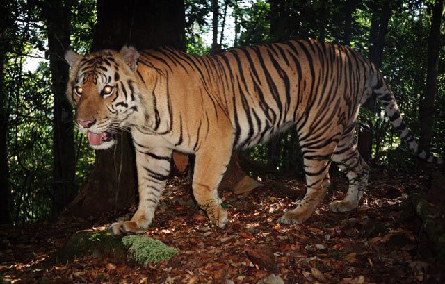 Photo: Jeremy Holden A Sumatran tiger is captured on a camera trap along a forest ridge trail in Kerinci Seblat National Park, Indonesia