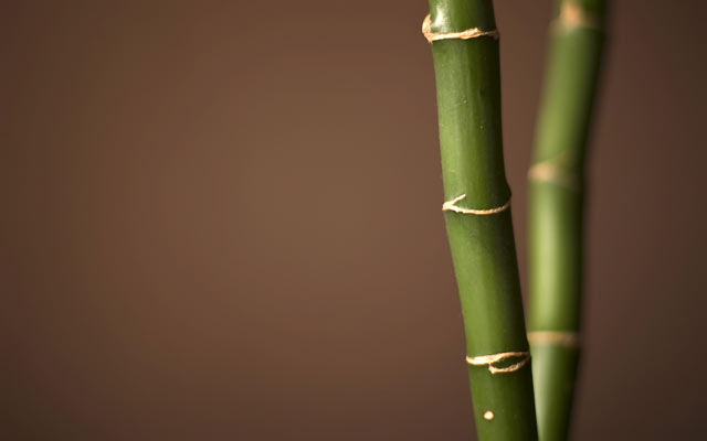 Be Different With Bamboo Glasses, discover the selection of