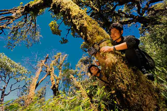 Photo: Jeremy Holden Myanmar field biologists setting camera traps for red pandas in northern Kachin