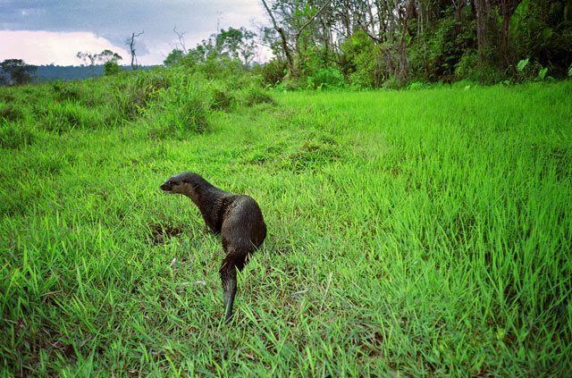 Photo: Jeremy Holden The first image of a hairy-nosed otter from Cambodia