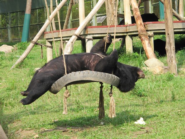 Photo: dpa A bear recently freed from an illegal farm dealing in bear bile enjoys his freedom at the Vietnam Bear Rescue Centre