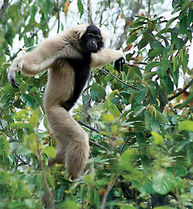 Gibbon Spotting Cambodia is a gibbon-viewing community-based ecotourism project in northeast Cambodia. The project is an initiative of See Cambodia Differently and DutchCo Trekking Cambodia in partnership with Conservation International and local communities. gibbonspottingcambodia.com