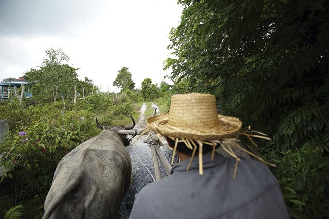 Road less travelled: a traditional buffalo cart transports visitors to the site of the resort's agriculture initiatives