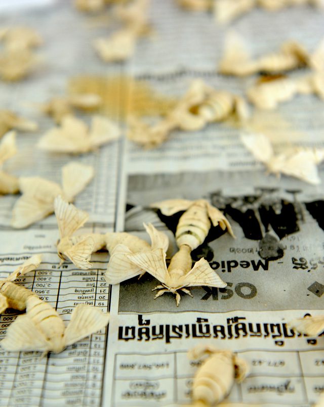 Photo by Philip Heijmans. Gettin’ it on: furry silkworm moths mate at a controlled silk worm breeding facility in Phnom Penh.