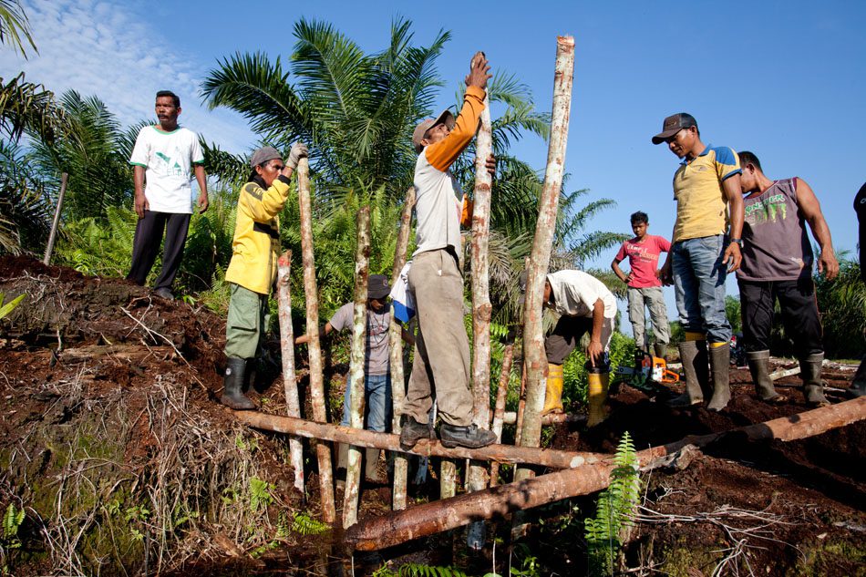 Photo by John Novis/Greenpeace. Dammed up: Sumatran farmers work out the irrigation system for their community oil palm plantation.