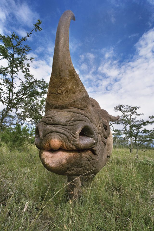 Rhino horns pierce a wall between crime and affluence in Vietnam