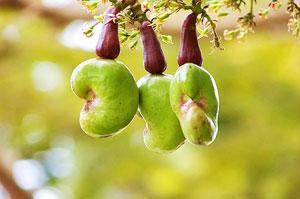 A fierce business: Africa’s cashew nut growers are facing strong competition from Indonesia, the Philippines and Vietnam.