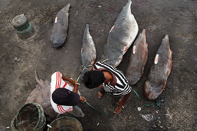 Cuts deep: although moves to ban the shark fin trade have gained momentum, demand still exists. Photo: Roni Bintang