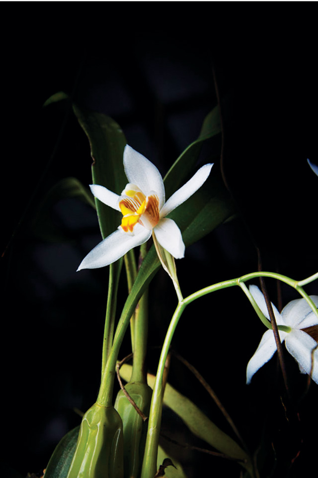 putao, orchid, myanmar