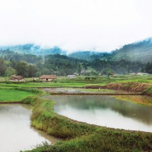 Rice, Timor-Leste