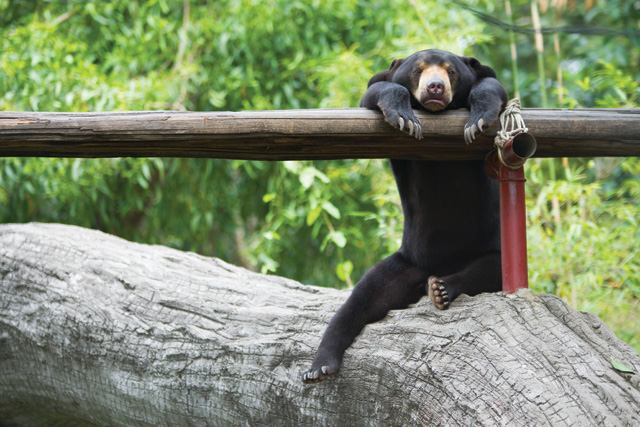 Phnom Tamao, Sun Bear