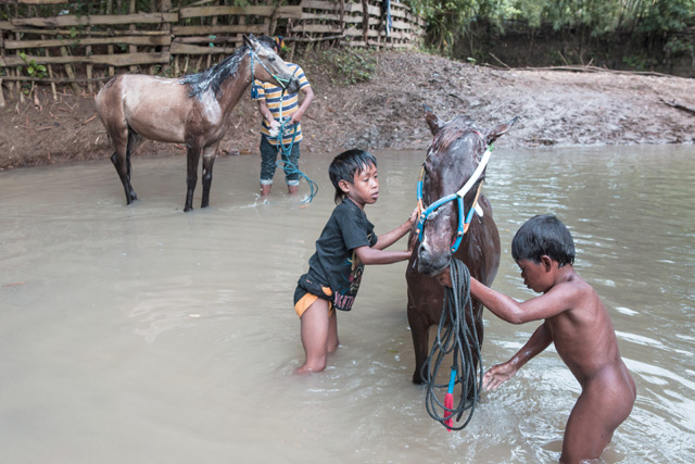 child jockey, sumbawa