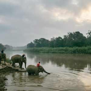 Anantara Golden Triangle Elephant Camp and Resort