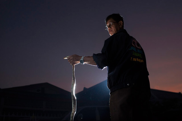 snakes, bangkok