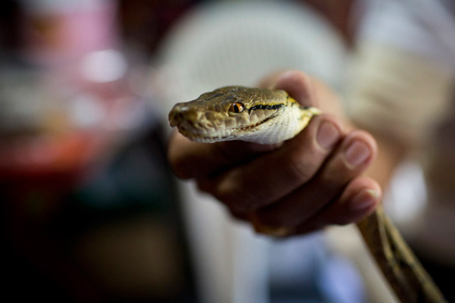 Burmese python, Bangkok