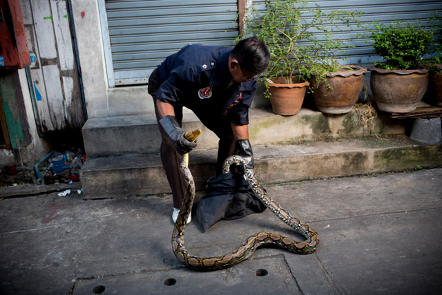 python, bangkok