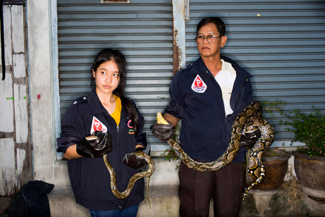 snakes, bangkok