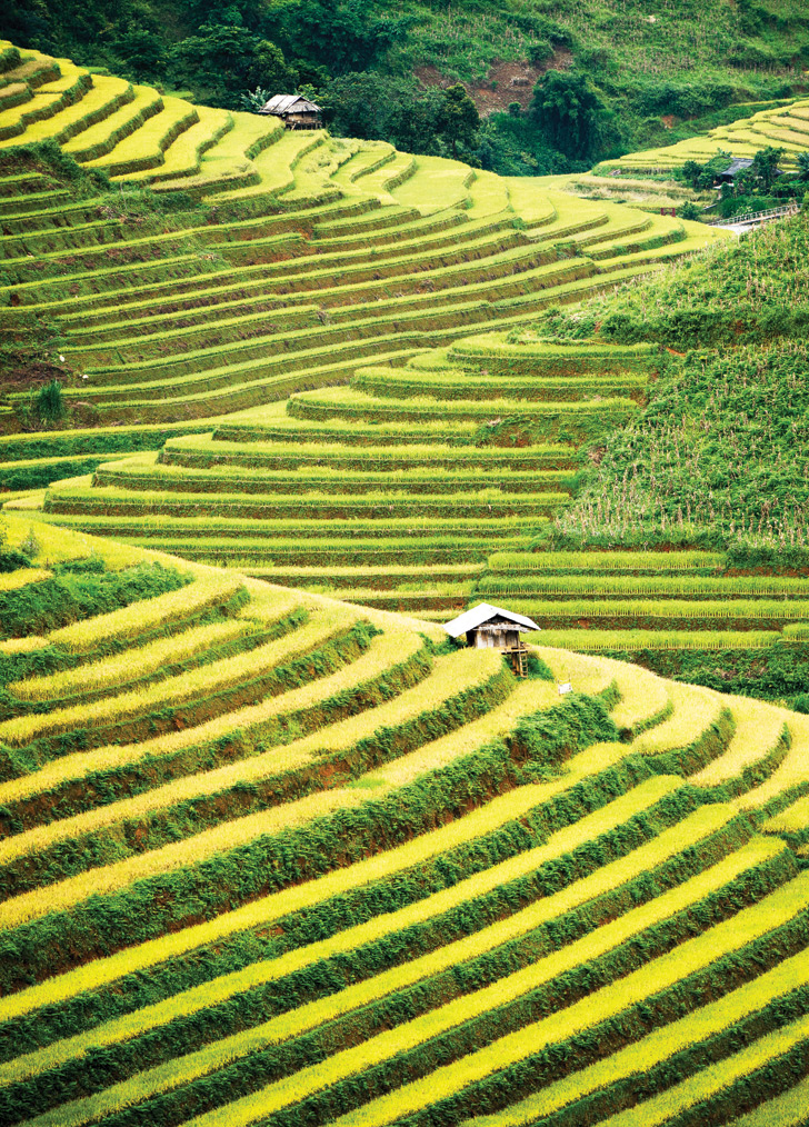 Mu Cang Chai, rice terraces, vietnam