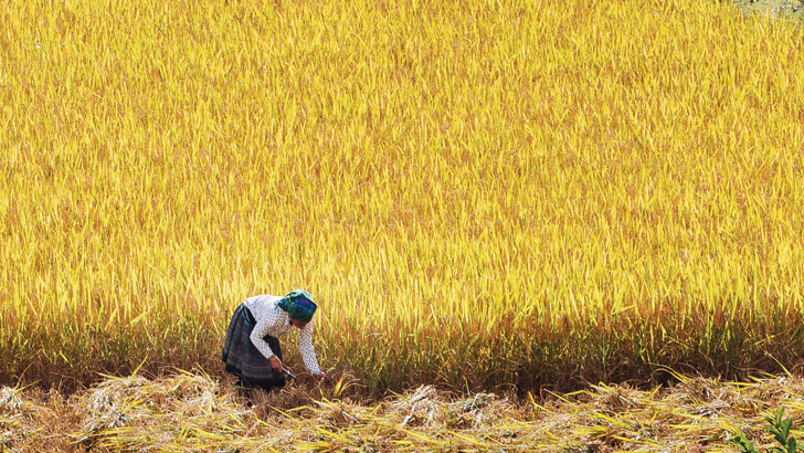 Mu Cang Chai, rice terraces, vietnam