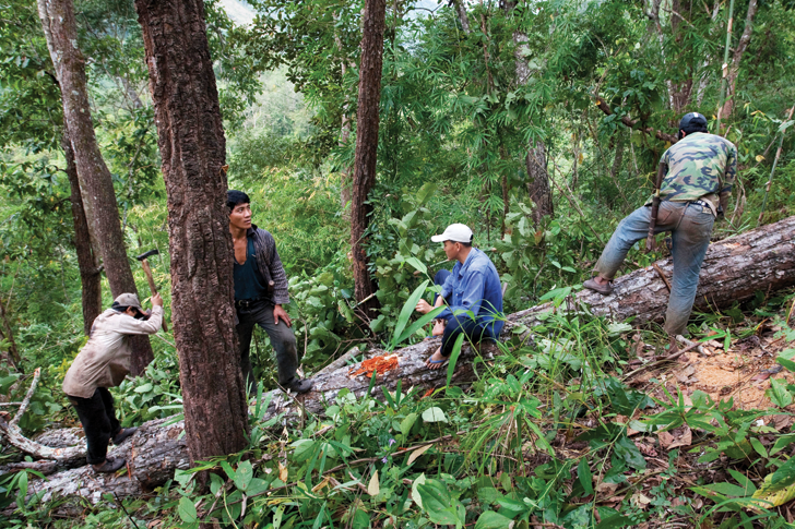 Timber trade: after cutting down a tree, loggers prepare it to be transported from the forest. Photo: Brent Lewin/Redux