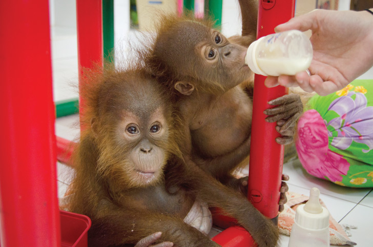 orangutan, sumatra, sumatran orangutan conservation programme, SOCP