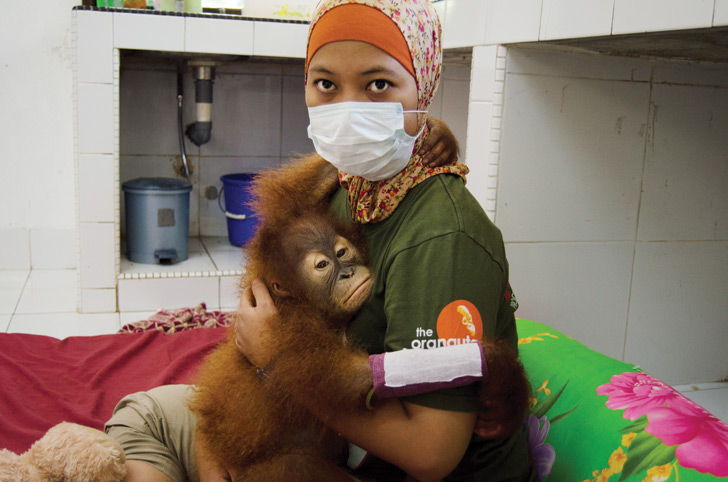 orangutan, sumatra, sumatran orangutan conservation programme, SOCP