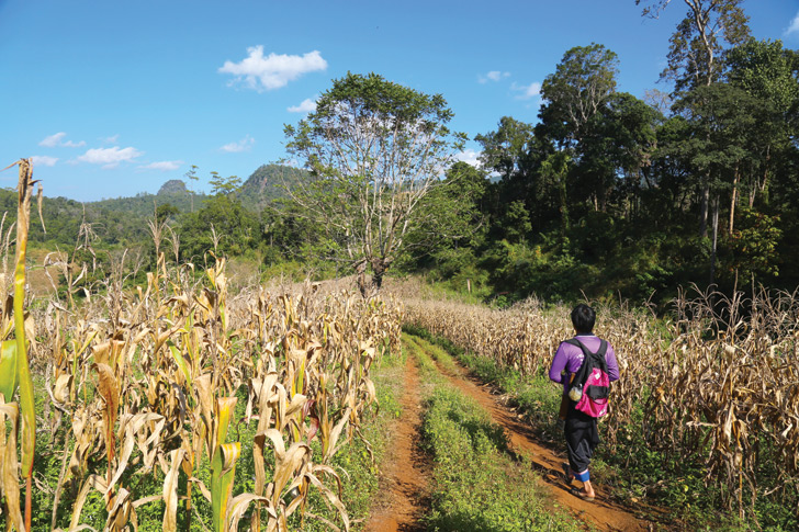 Trekking in Mae Hong Son province, Thailand