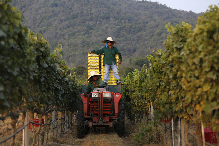 wine in Thailand