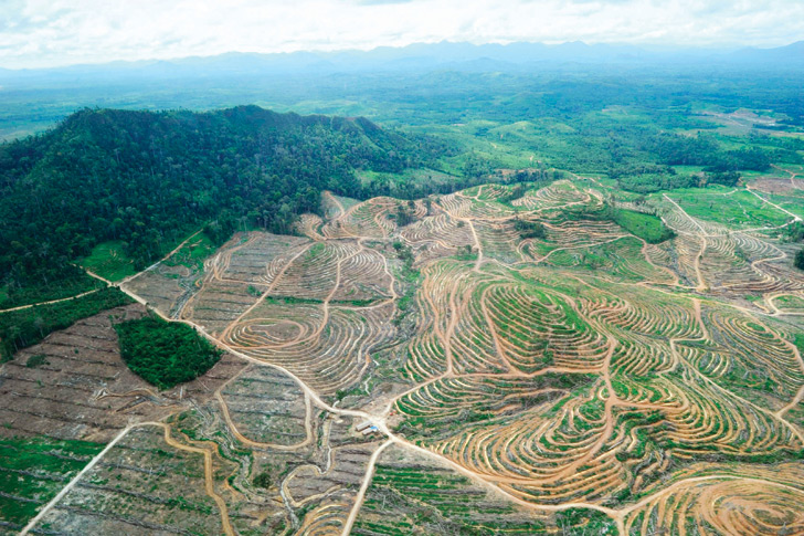 Palm oil juggernaut swats away industry reform efforts