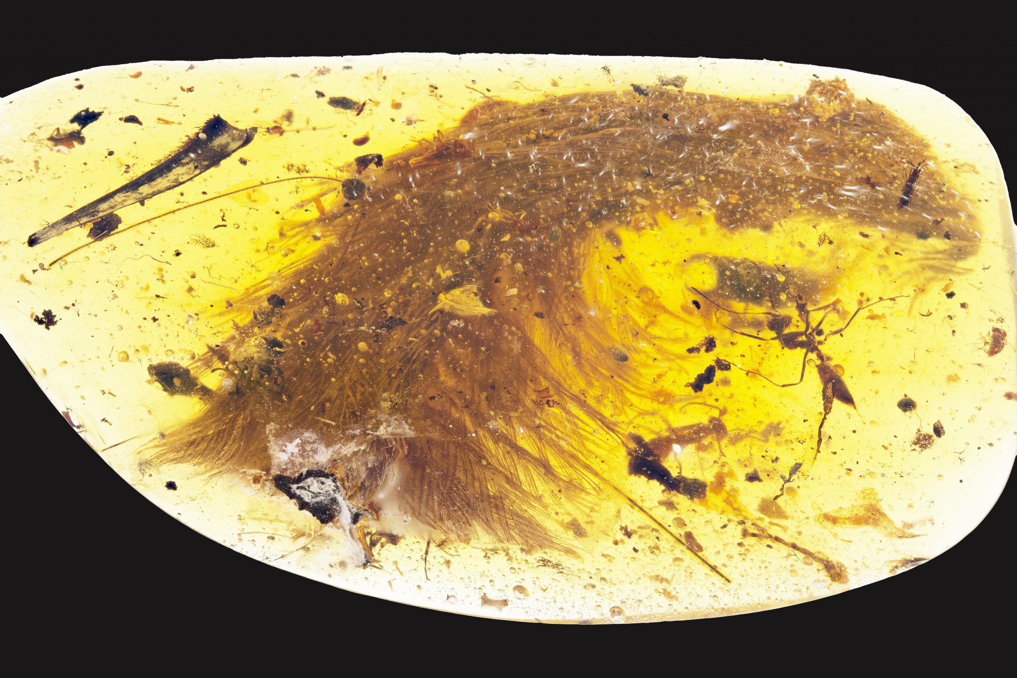 A tail feather from a dinosaur found in Myanmar