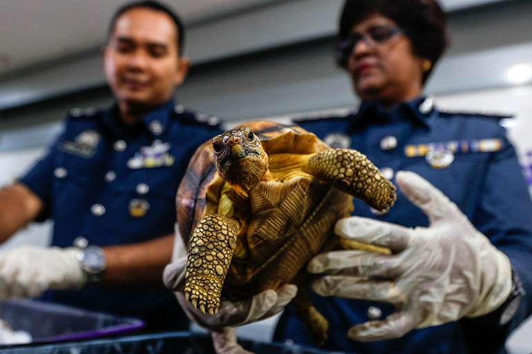 Royal Malaysian Customs Department (RMC) officers display a seized Ploughshare tortoise during a press conference at Custom Cargo Complex, near Kuala Lumpur International Airport (KLIA) in Sepang, Malaysia, 15 May 2017. Five Ploughshare and 325 Indian Star tortoises were seized at KLIA airport after smugglers attempted to import them from Madgascar. Photo: EPA/Ahmad Yusni Scene 