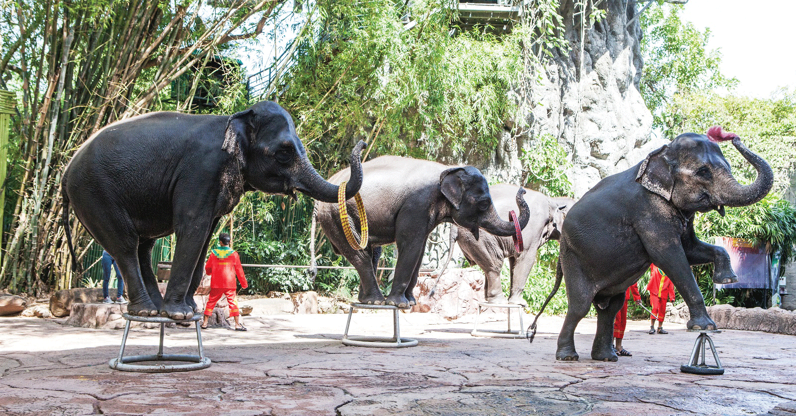 Elephants in Thailand 'Broken' for Lucrative Animal Tourism