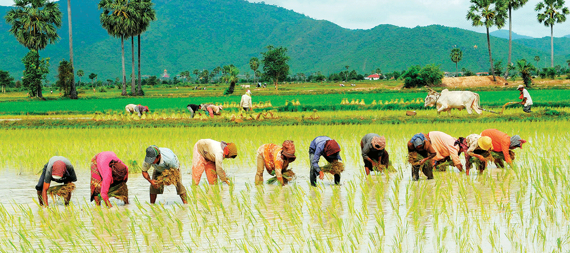 agriculture in cambodia essay