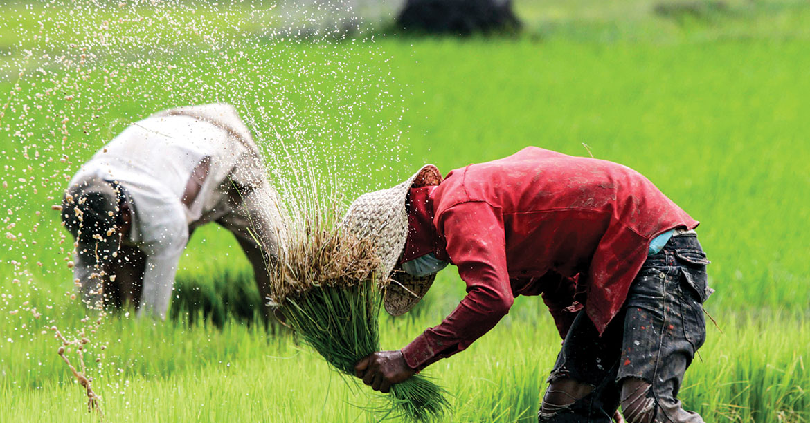 Agriculture branches out as rice returns flatten