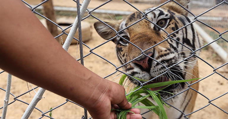 Thailand-wildlife_tiger_Southeast Asia Globe 2018