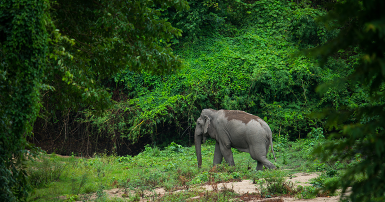 Thailand ranks as one of world’s best for wildlife travel