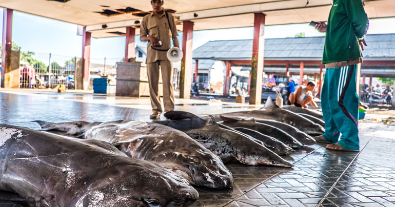 Turning shark hunters around