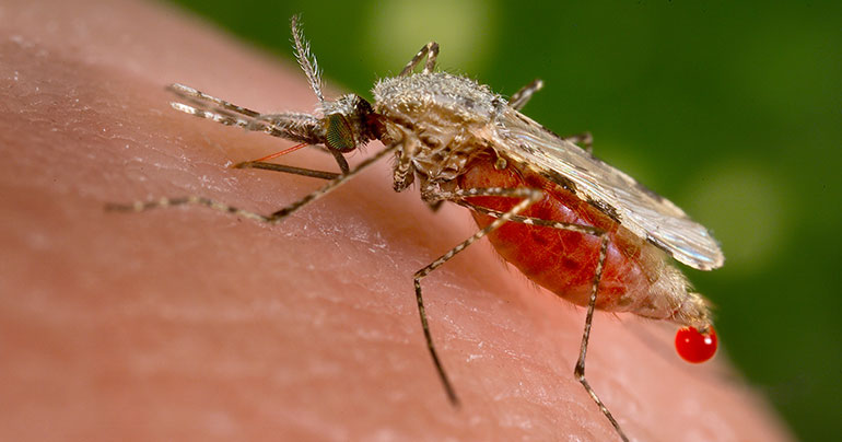 Anopheles_mosquito_malaria_Southeast Asia Globe 2019