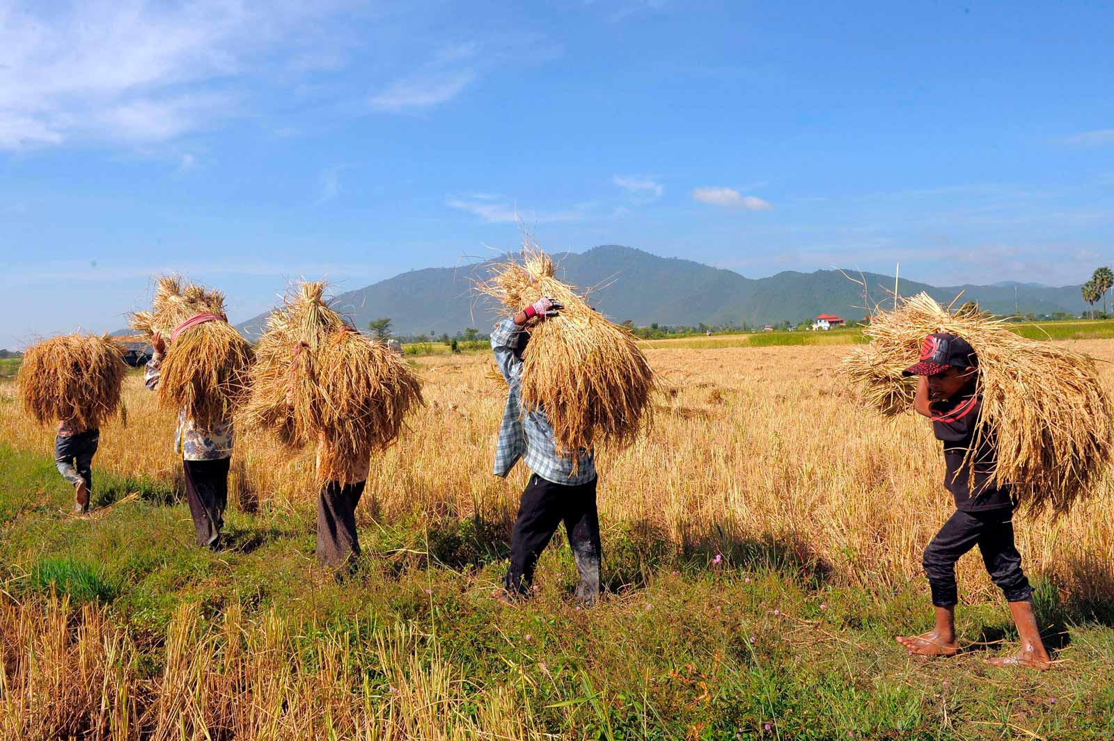 Cambodia and Myanmar’s rice farmers under pressure