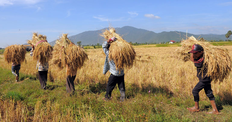 Cambodian farmers carry rice bales through a field in Cambodia's Kampong Speu province, some 60 km south of Phnom Penh