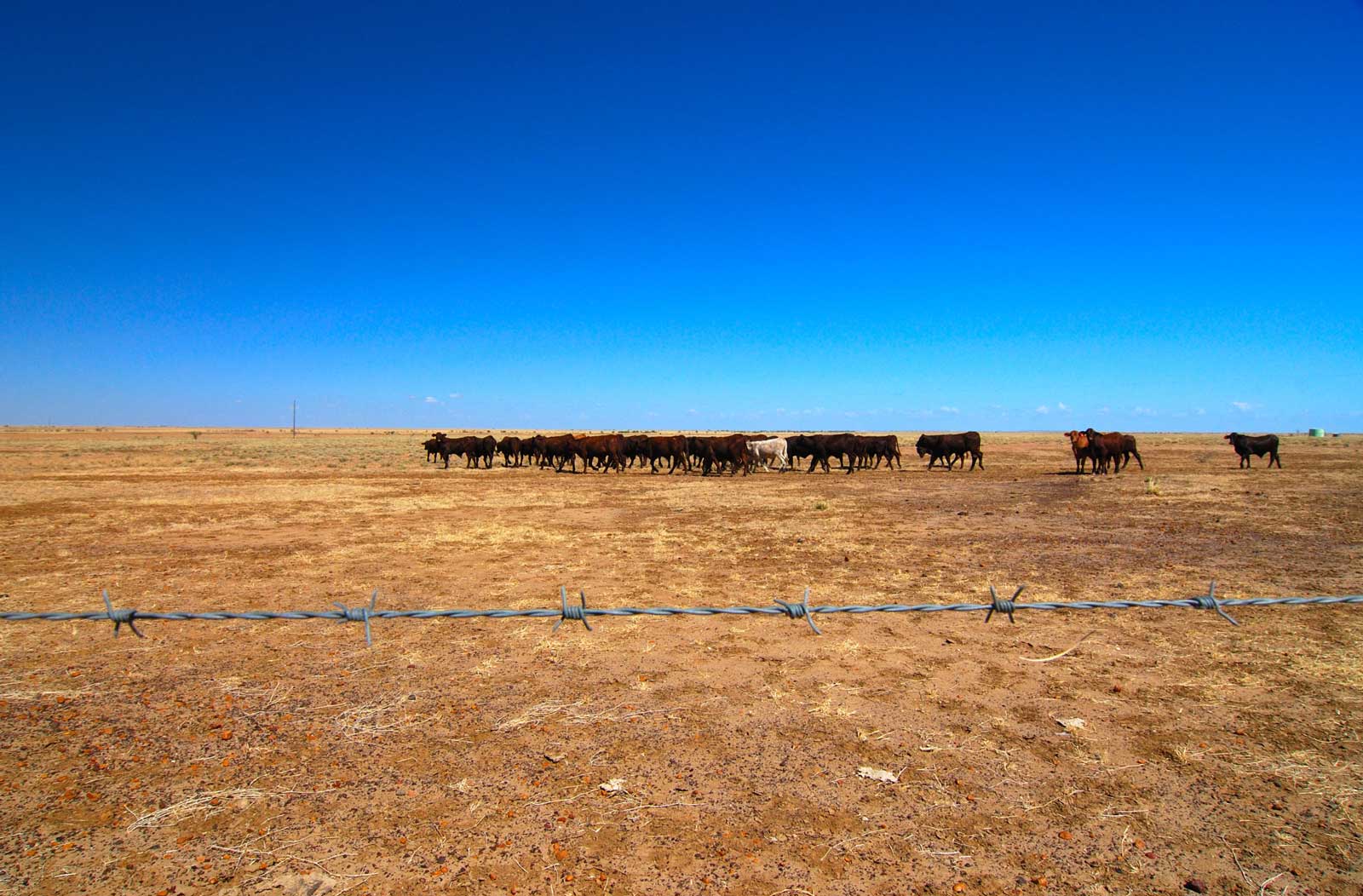 A cattle drive across the Australian outback. Livestock and humans make up 96% of the world's mammals. Photo: Zak Noyle / A-Frame