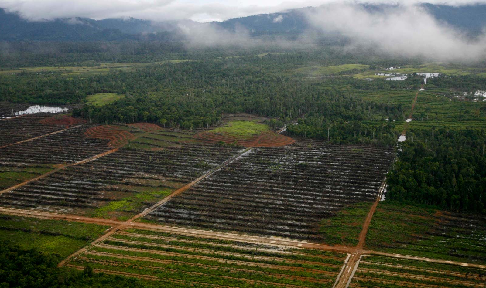 Indonesia's ancient forests are being burned to the ground to clear the way for profitable palm oil plantations. Photo: Tommy Ardiansyah/Reuters