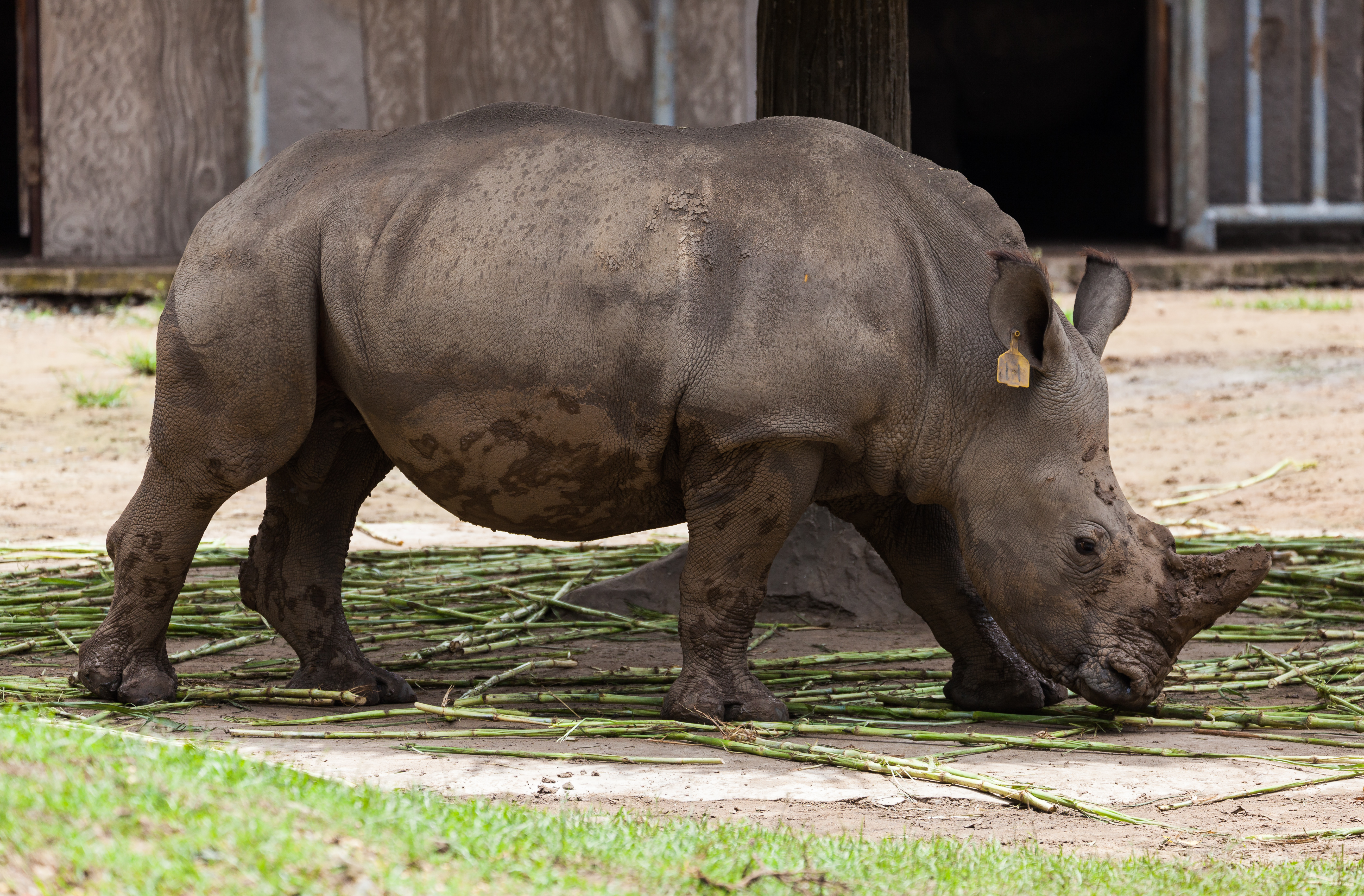 The only place you can see a rhino in Vietnam today is in the zoo, such as this one in Ho Chi Minh City Zoo. Photo: Diego Delso, delso.photo, License CC-BY-SA