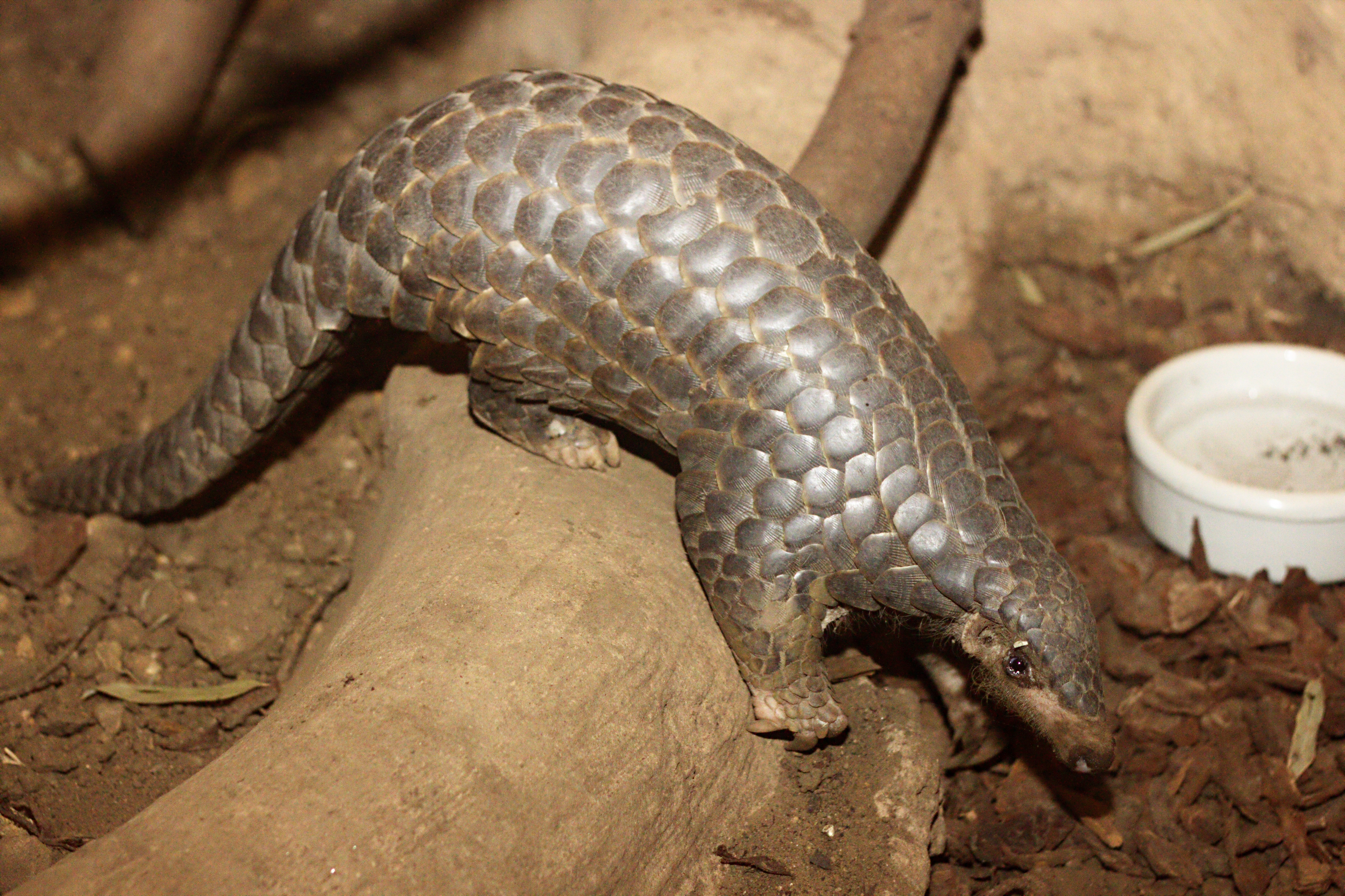 A critically endangered Chinese pangolin in Leipzig Zoo  Photo: Tou Feng 