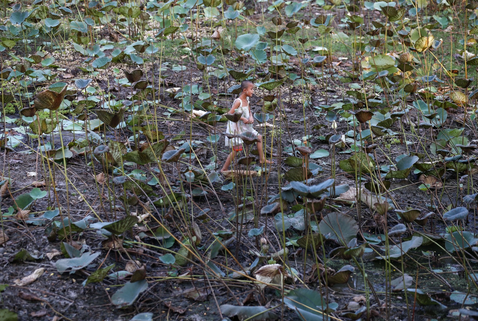 A child walks among lotus plants in the dried pond at a village of Dala township at outskirt of Yangon, Myanmar. Residents of Dala get drinking water only from local donors organised and led by Buddhist monks as almost all lakes and ponds in area dried up. Photo: EPA/Lynn Bo Bo