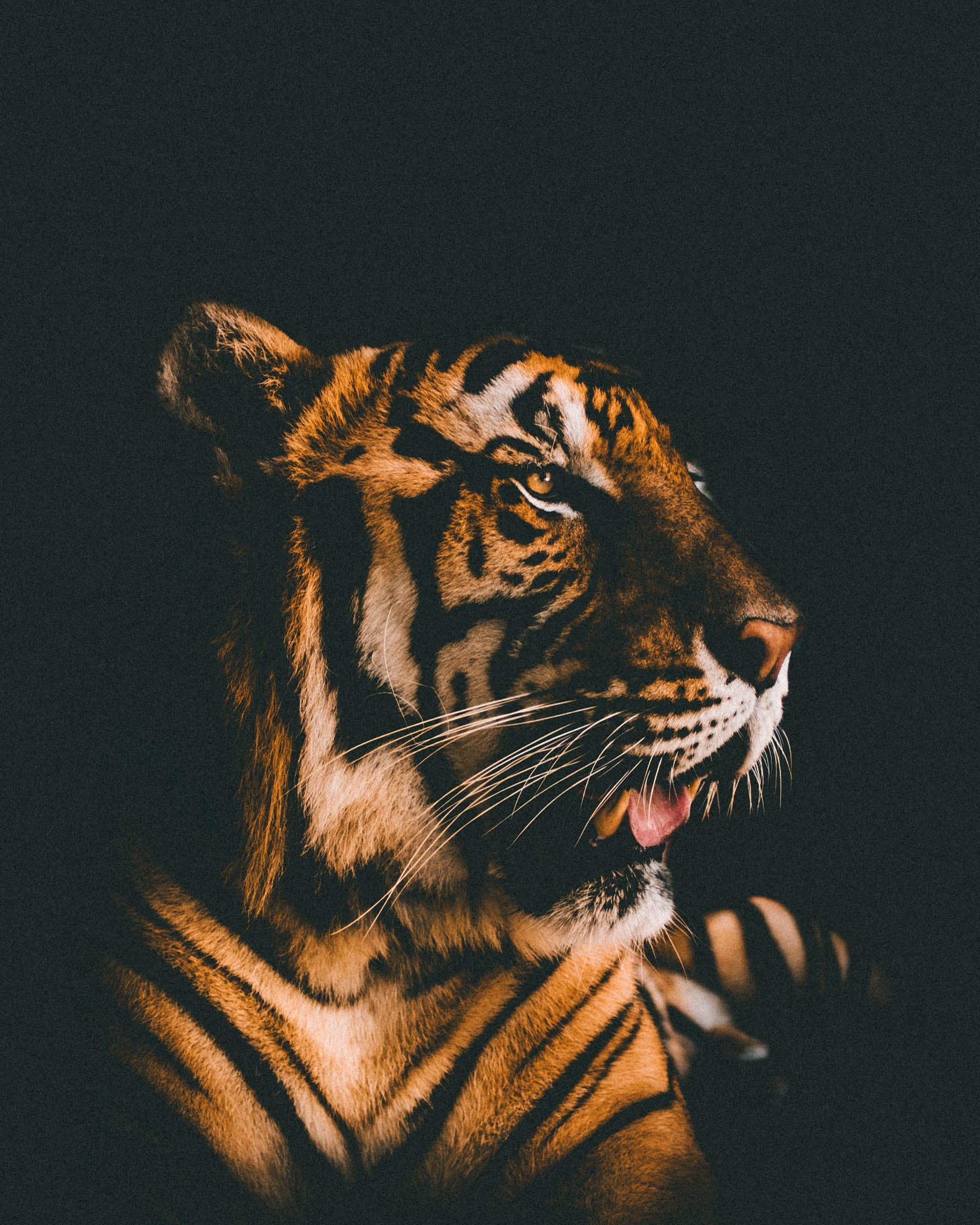 In ancient China, tigers were revered. Photo: Sacha Styles(Unsplash)