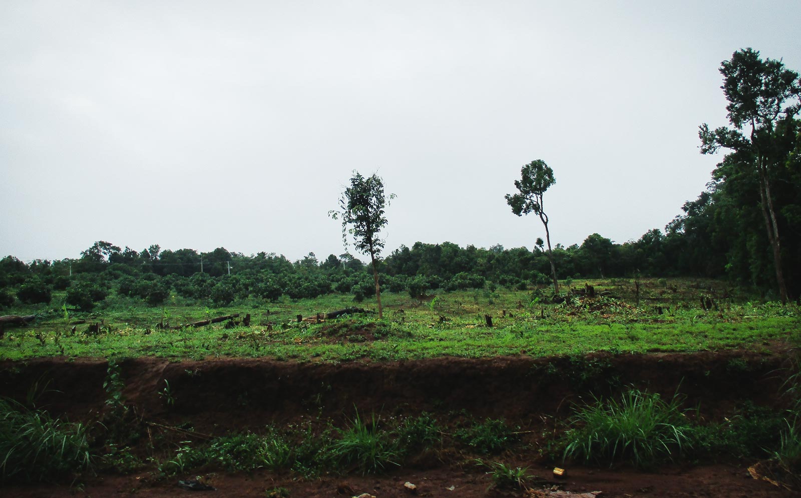 Deforestation near the Bunong village of Andong Kralong. Photo: Tabitha Payne