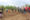 IDPs making gardens in Wamena. Photo: Theo Hesegem