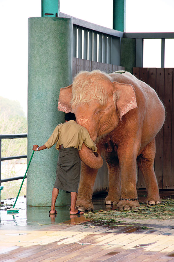 Gentle giant: an oozie gets intimate with his charge in Naypyidaw