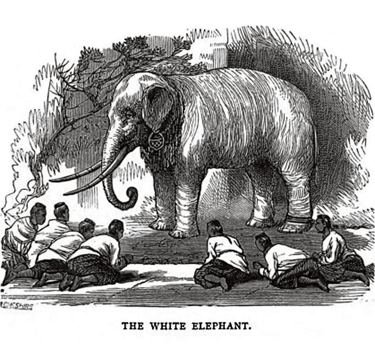 Why Burma believes in white elephants (the real ones)